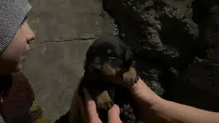 Rotveiller için mama hazırlama