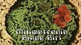 Virüsler Bakteriler Mikroplar   Türkçe Belgesel İzle