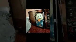 ✅ РЕАКЦИЯ ПЕТРУНИ НА ЧАВКУЮЩЕЮ ПАНДУ🤣 ЖАКО ПЕТРУНЯ 🐦FUNNY PARROT ZHAKO PETRUNYA 🔥 (СУБТИТРЫ) #Shorts