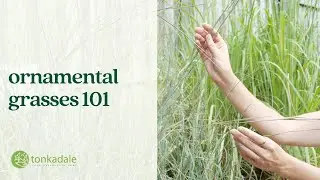 Ornamental Grasses 101