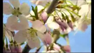 Ночь Мираж.flv