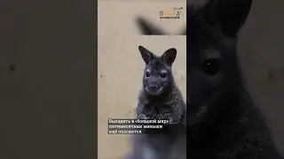 В челябинском зоопарке начали выглядывать из сумок два кенгурёнка