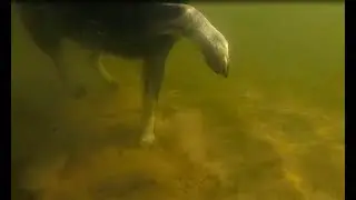 Дина на Сейму