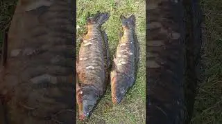 карп+карп)