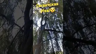 #Ива -- #исполин!😮🤔👍🌿