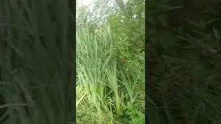 Пруд на участке. Было так. Часть1. 