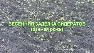 Spring incorporation of green manure into the soil