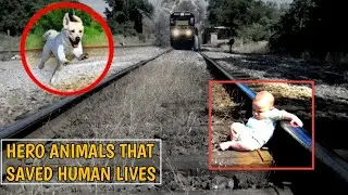 35 HERO ANIMALS THAT SAVED HUMAN LIVES