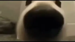 собака нюхает камеру