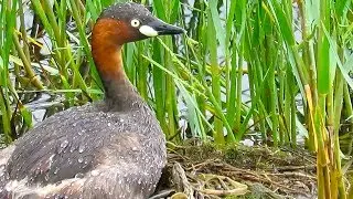 Animals in wetlands