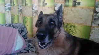 Реакция Немецкой овчарки на полицейскую сирену !