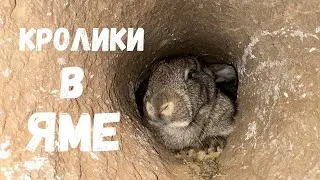 Кроличья Нора ИЗНУТРИ! Кролики в Яме Спустя Пол Года, Запускаю Кроликов в Вольер