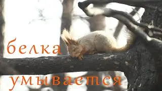 Белка / рыжая белка / red squirrel / squirrel.