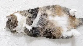 How to store a big cat lying on the floor compactly
