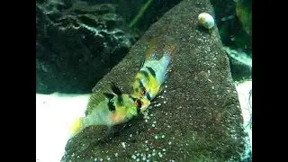 How to breed German Blue rams 3 hot tips!