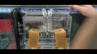 Lifereef Overflow