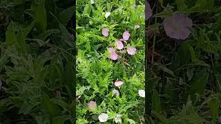 Вьюнок полевой 🍀 #цветы #сорняк / Field bindweed 🍀 #flowers #weed
