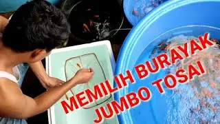 Sortir Burayak dan Memilih Jumbo Tosai