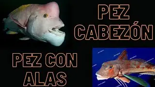 PEZ CON ALAS??!! y pez cabezón|| Recopilación de shorts