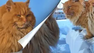 Трое_на_Одного, Два_Пуха _Поговорили Встреча_Чужого Cats_Meeting Two Poohs 