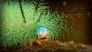 Amazon Planet (part 3/5)
