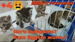 Катастрофа. +4 ДЕНЬ СТОЛЬНИКА