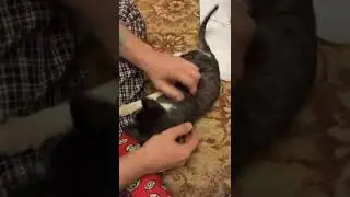 Морган