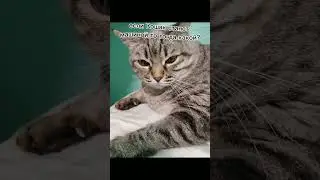 решать вам #cat #automobile