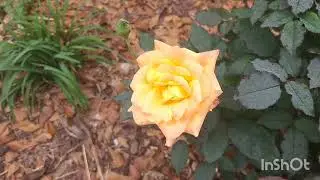What's blooming in November. Stars of the Fall garden in GA zone 8A.