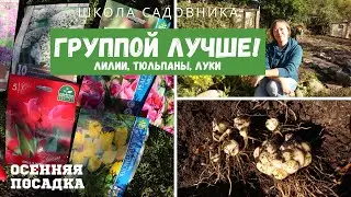 ЗАЧЕМ, КОГДА И КАК ПЕРЕСАЖИВАТЬ ЛИЛИИ осенью ❘ Групповая посадка с тюльпанами и декоративным луком