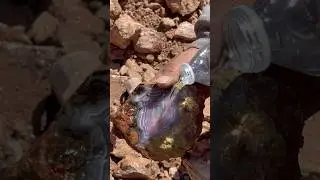 How to Find Agates (AGATE IDENTIFICATION) #shorts