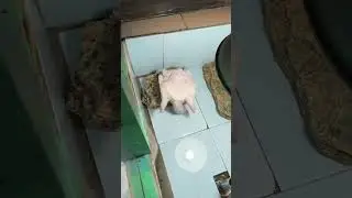 Sanya is tired of living without food 🥲