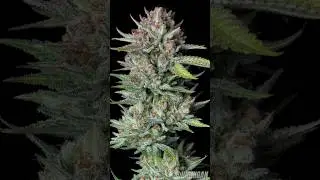 Tropicana 🍪 Organic 