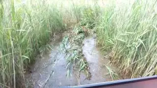 Вездеход Беляшек по камышовому болоту