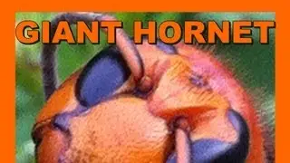 🐝 Asian Giant Hornet Suzumebachi - Real Japan Monsters 雀蜂アジアジャイアントホーネット - 日本のモンスター