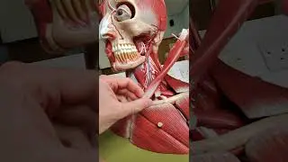 Major arteries and veins in the neck are protected by the sternocleidomastoid muscle 