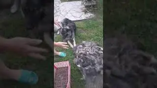 У собаки больше шерсти чем у барана!