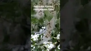 Природа зауралья. Курган. 