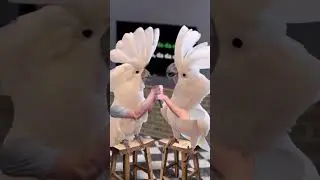 What if birds had arms?