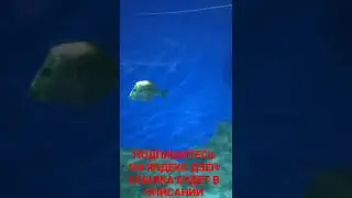 СНИМАЮ РАЗЛИЧНОГО РОДА ВИДЕО РОЛИКИ