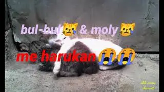 KUCING MALANG D TINGGAWL IBUNYA MENINGGAL😭
