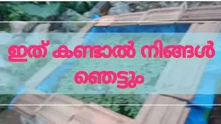 ep#3 ഇത് കണ്ടാൽ നിങ്ങൾ ഞെട്ടും || veriety മീൻകുളം