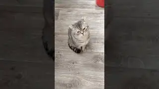 Гуляем на балконе