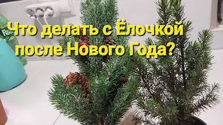 Ёлочка из