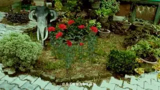 Flower Bloom
