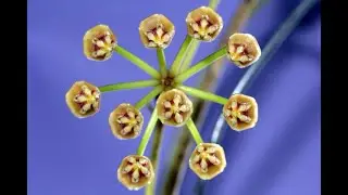 A Visit with Hoya acicularis