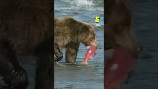 Cet ours est infecté par des vers solitaires 