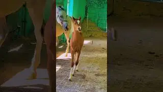 😍😍 #horse #funnyanimal #humor #fashion#funnyhorse #equestrian#funnypet #funny #animalsounds#cowboys