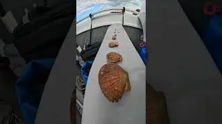 морской гребешок этапы развития