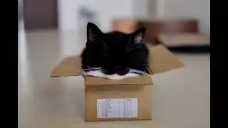 uni cat explodes 😭